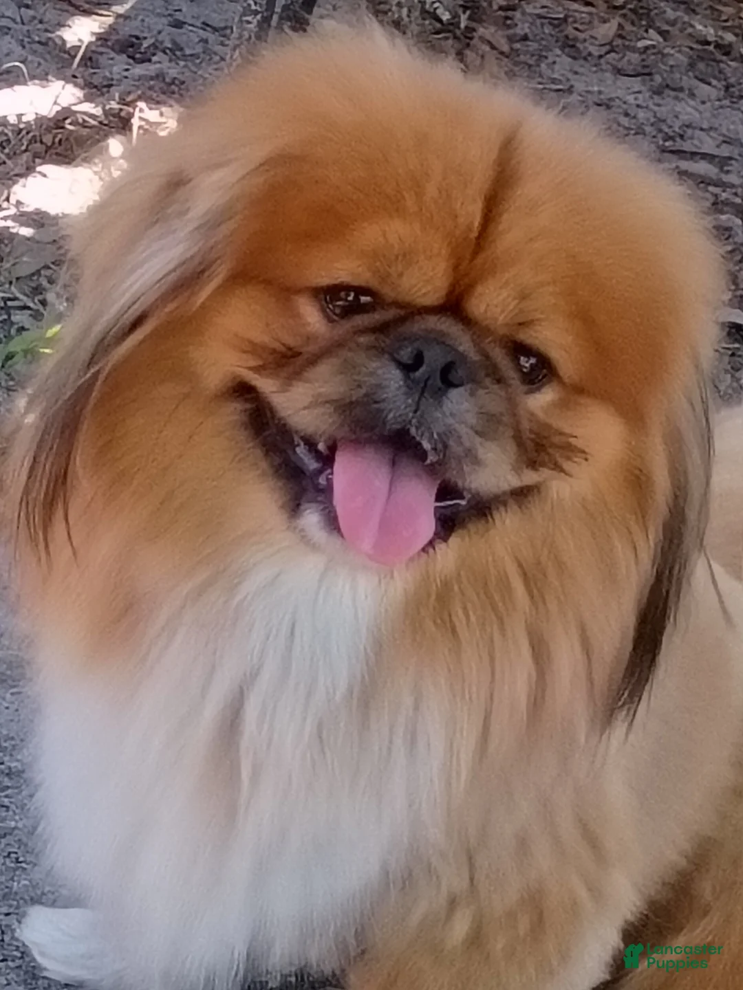 Pekingese dogs for stud: Stud only!!Pekingese Gr.Champion African lines  - Ad 1