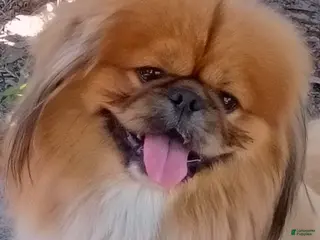 Pekingese dogs for stud: Stud only!!Pekingese Gr.Champion African lines - Ad 2