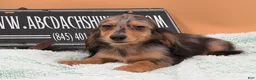 Miniature Dachshund dogs for sale: Miniature Dachshund Puppy 2 - Ad 8