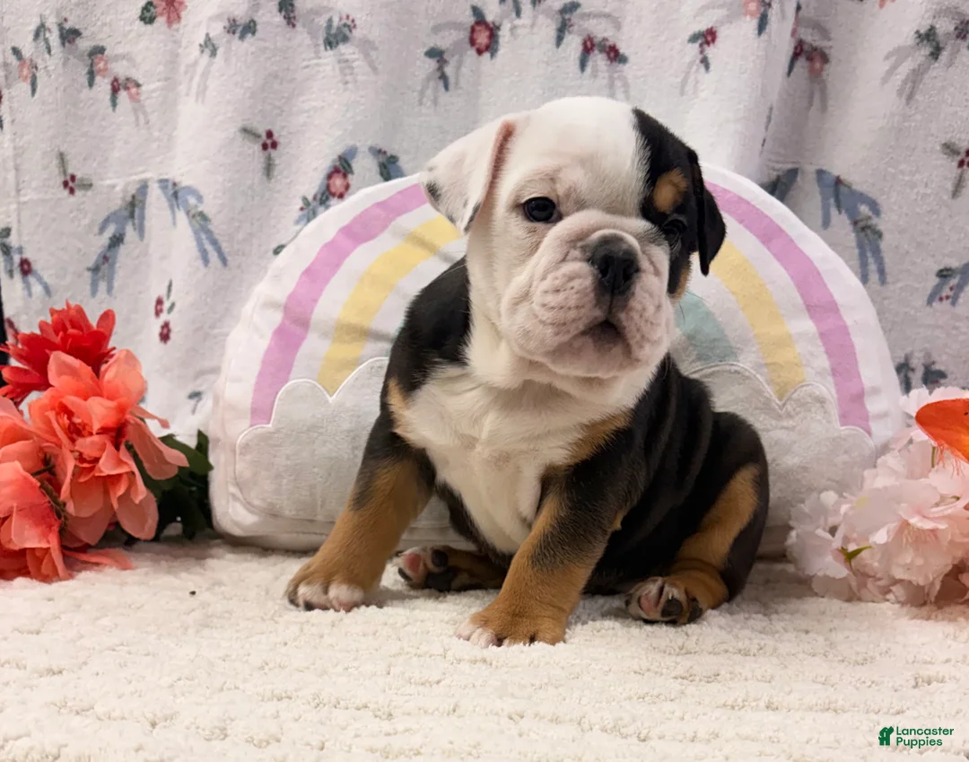 English Bulldog dogs for sale: Betty - Ad 1