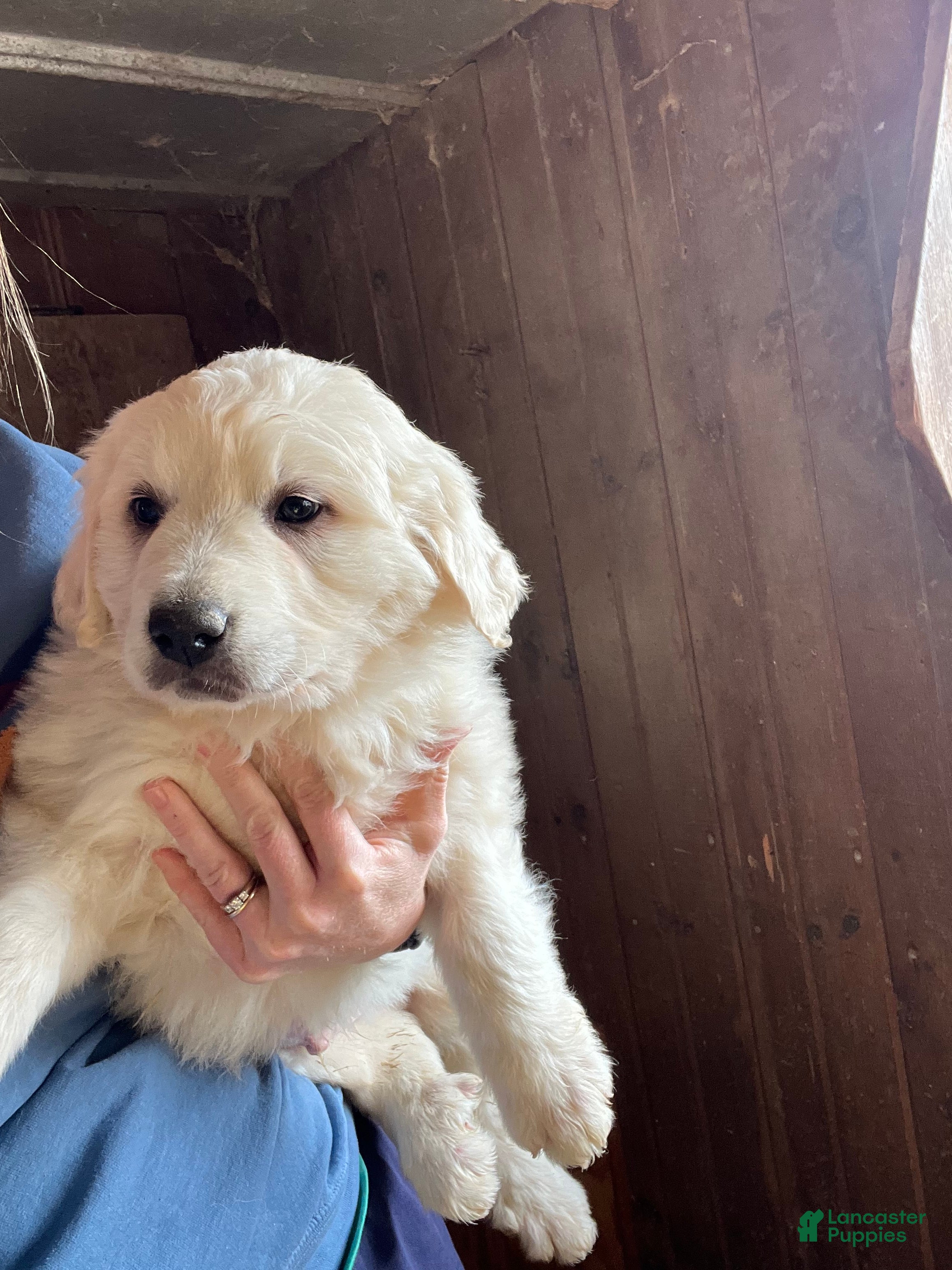 Great Pyrenees dogs Solanus - Ad 1