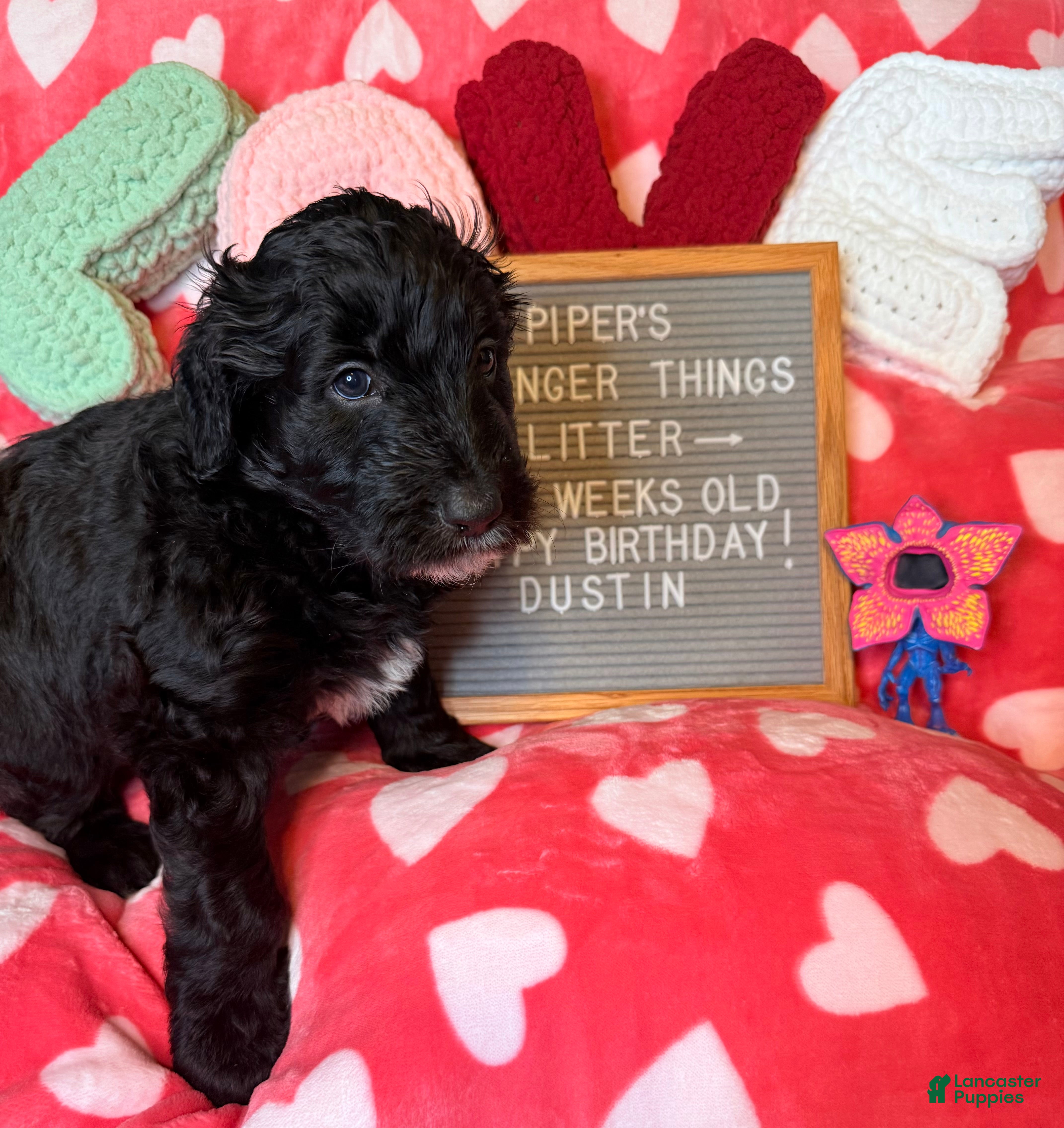 Goldendoodle dogs Dustin - Ad 2