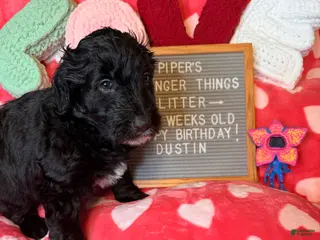 Goldendoodle dogs Dustin - Ad 2