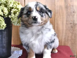 Australian Shepherd dogs Sierra - Ad 42