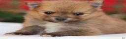 Pomeranian dogs for sale: Happy - Ad 1