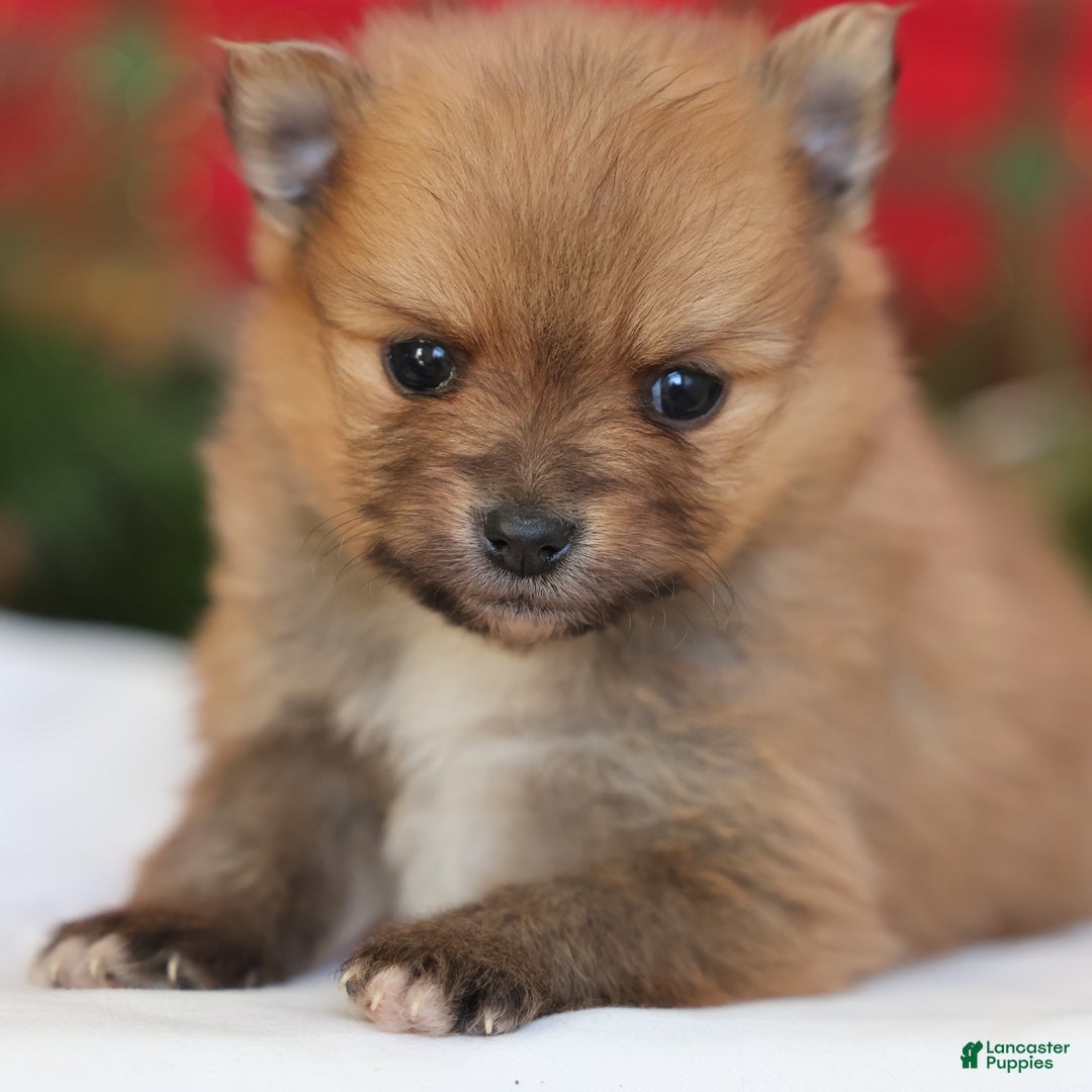 Pomeranian dogs for sale: Happy - Ad 1