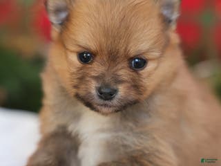 Pomeranian dogs Happy - Ad 21