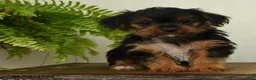 Shorkie dogs for sale: Lucas - Ad 5