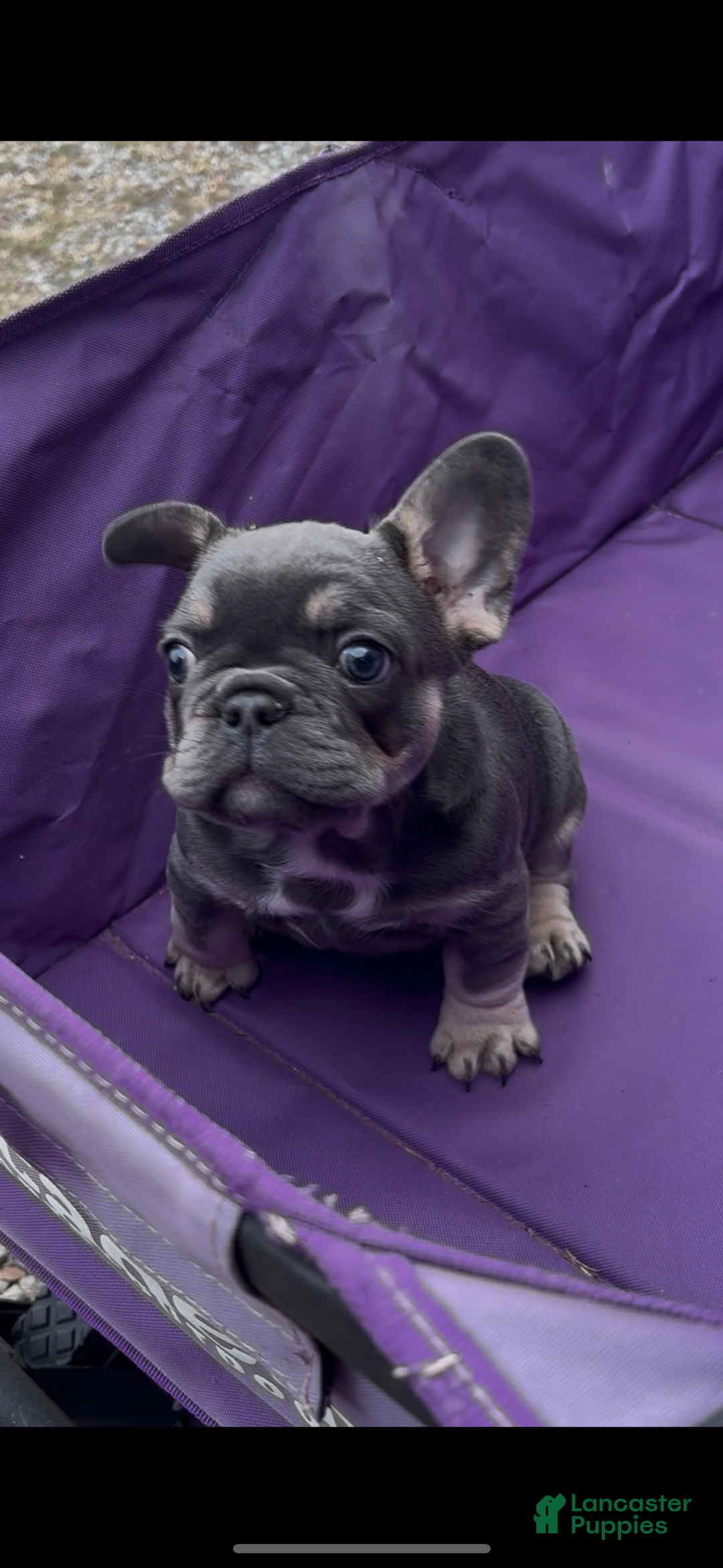French Bulldog dogs for sale: Diesel - Ad 6