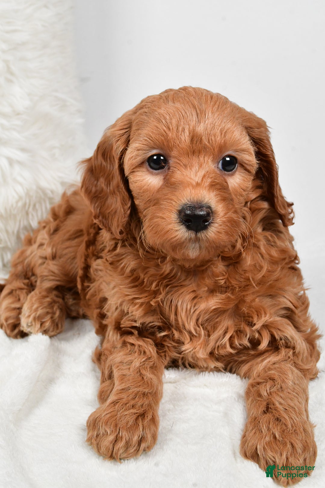 Mini Goldendoodle dogs for sale: Molly - Ad 2