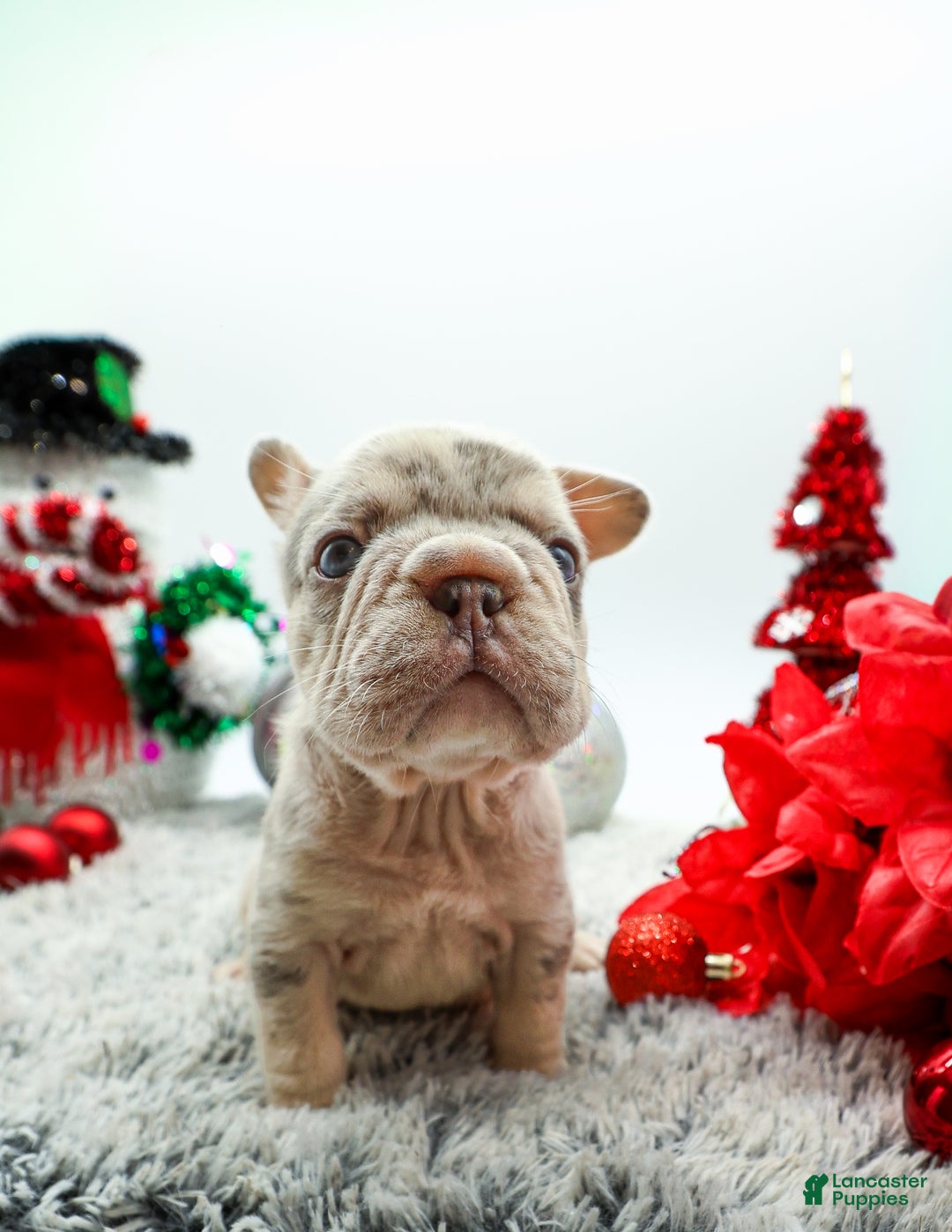 French Bulldog dogs for sale: Canon - Ad 6