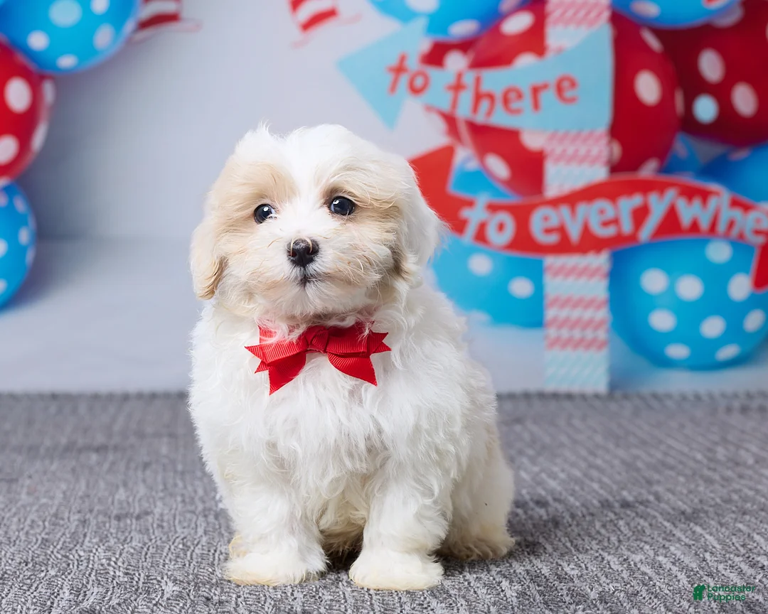 Maltipoo dogs for sale: Captain - Ad 1