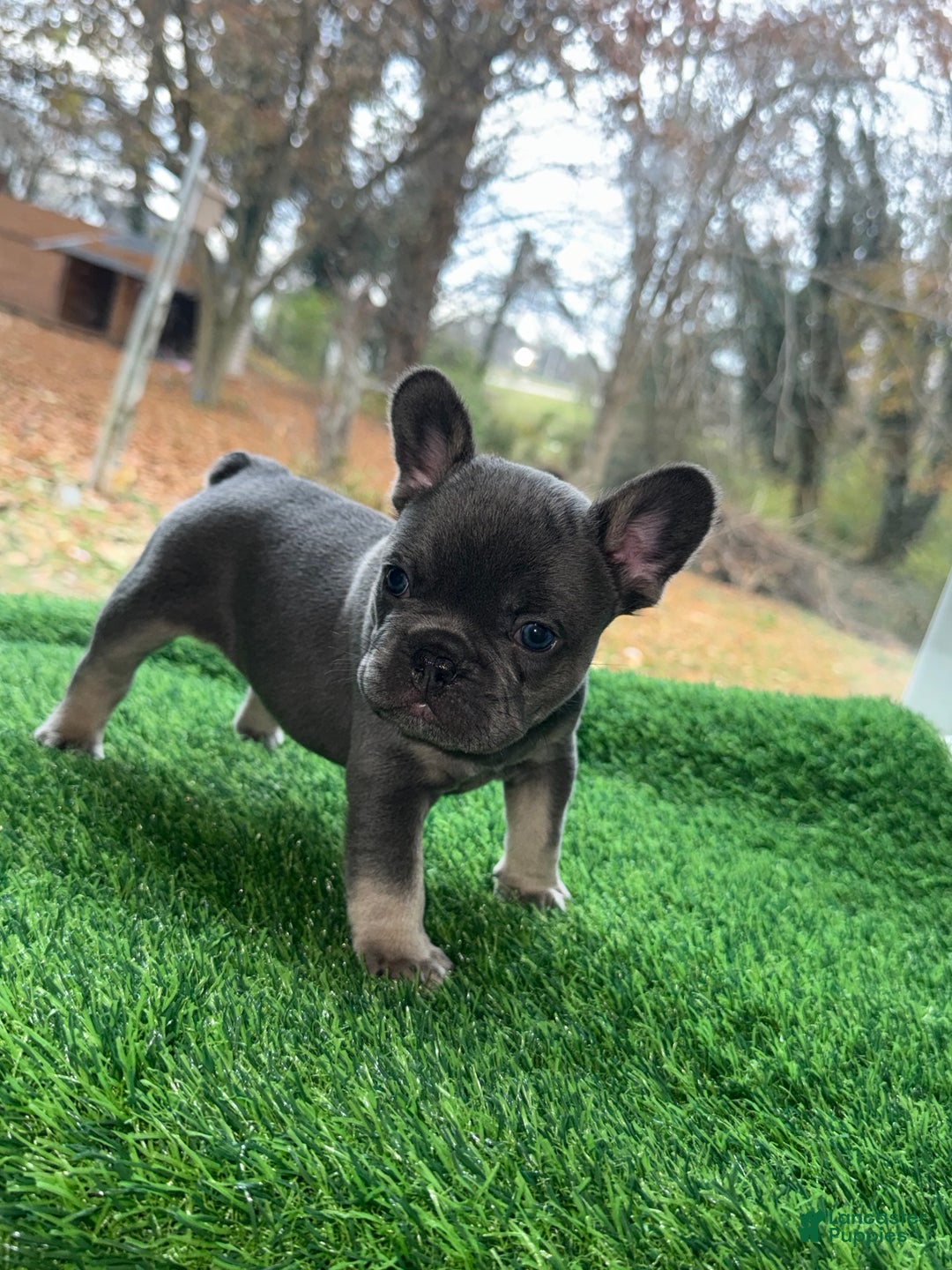 French Bulldog dogs for sale: Blue - Ad 3