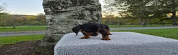Miniature Dachshund dogs for sale: Remy  - Ad 34