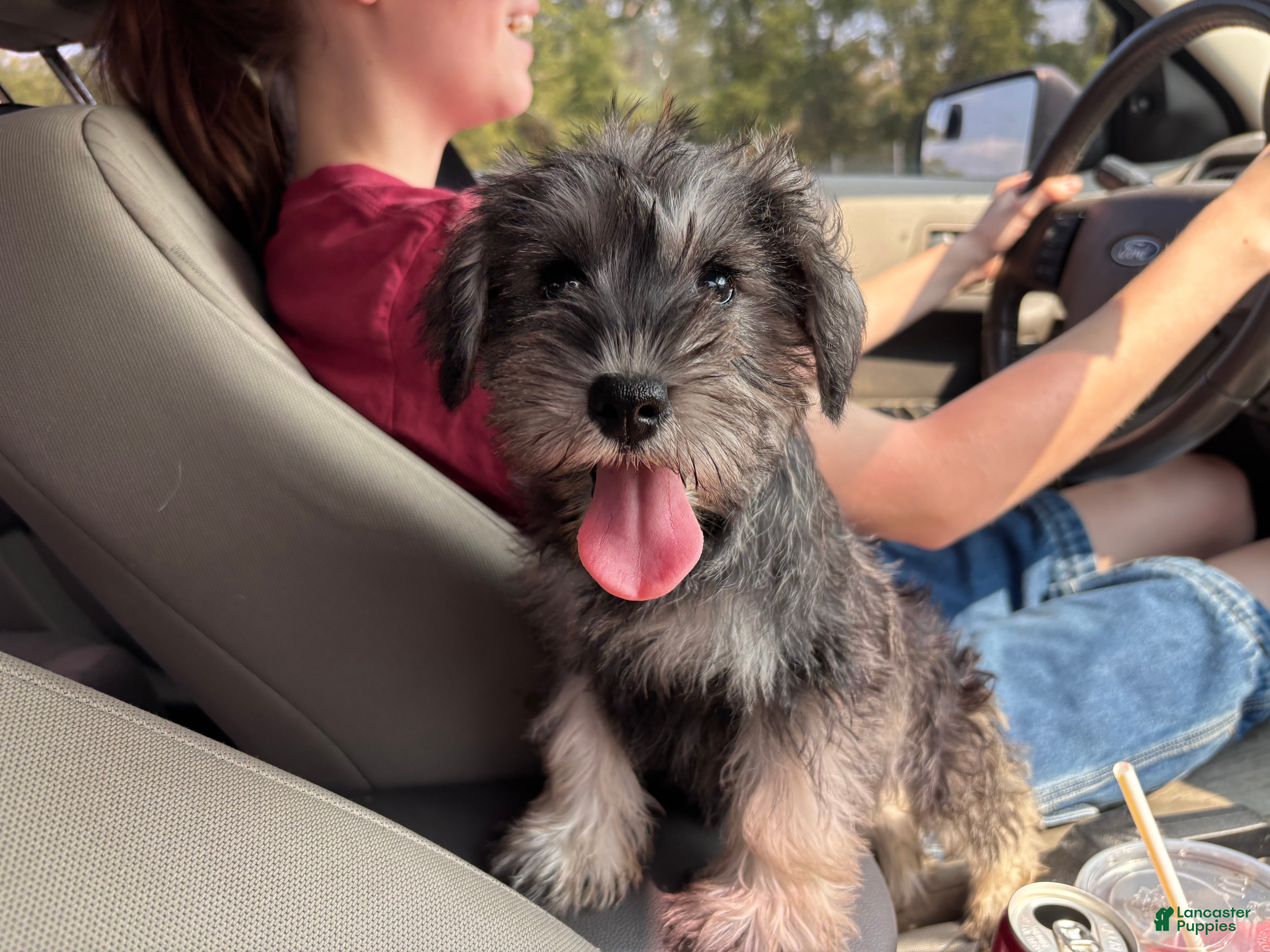 Miniature Schnauzer dogs Miniature Schnauzer 1 - Ad 29