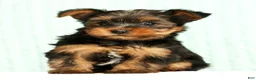 Yorkshire Terrier dogs for sale: Mason - Ad 4