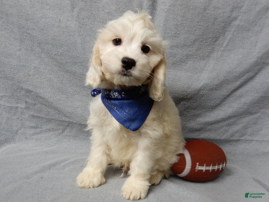 Cockapoo dogs for sale: Frosty - Ad 8