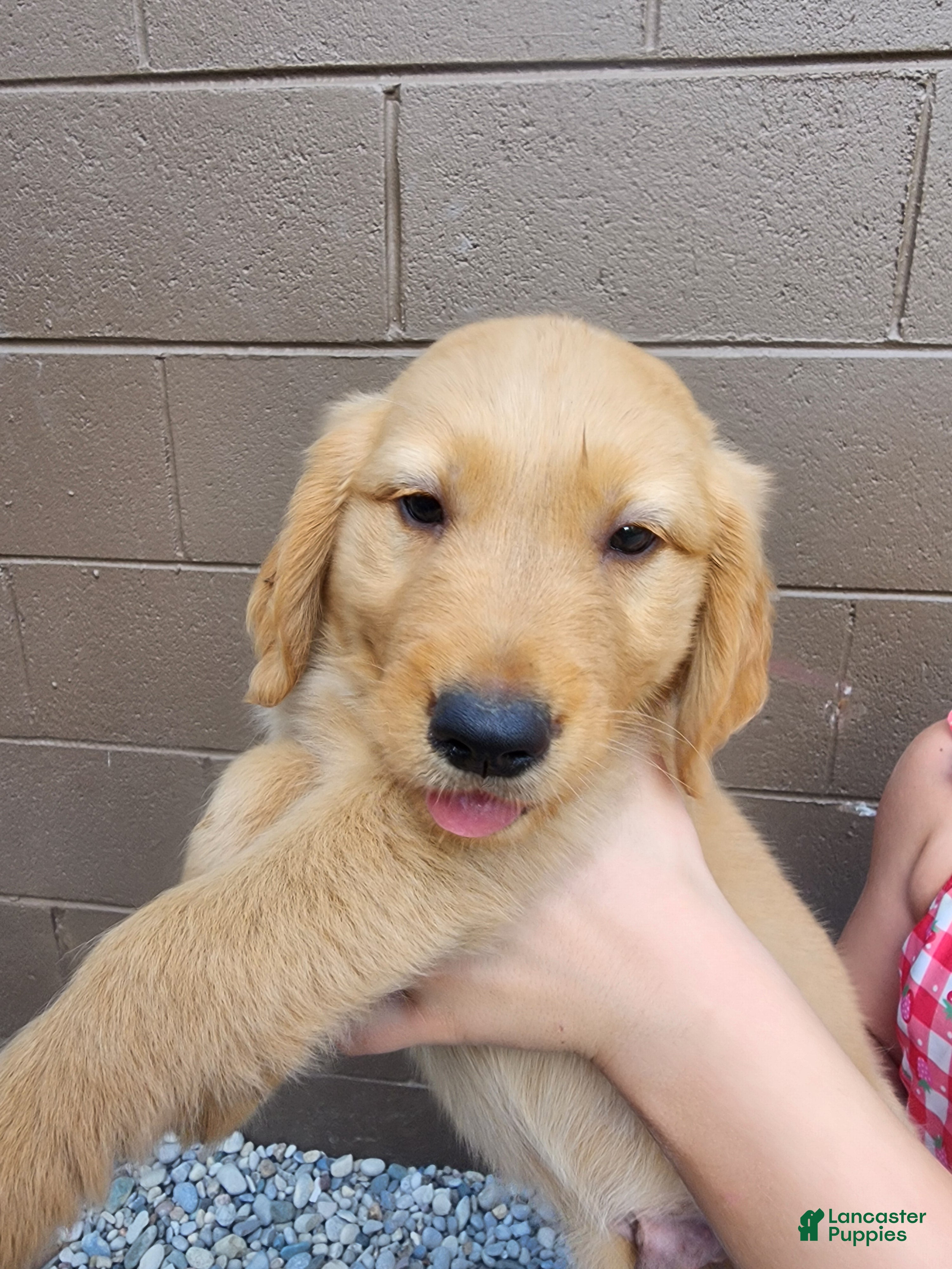 Golden Retriever dogs AKC Rusty - Ad 2