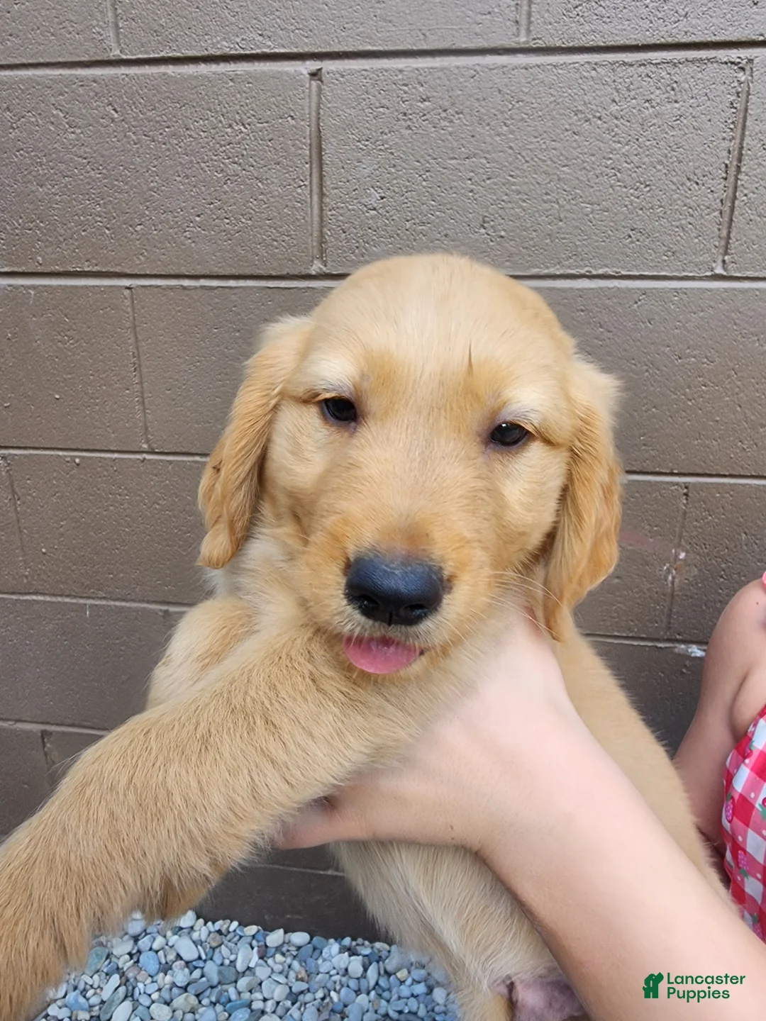 Golden Retriever dogs for sale: AKC Rusty - Ad 2