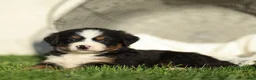 Bernese Mountain Dog dogs for sale: Jack Bernese Mountain Dog  - Ad 5
