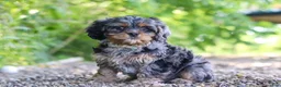Cavapoo dogs for sale: Skeeter - Ad 1
