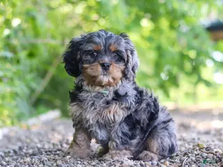 Cavapoo dogs for sale: Skeeter - Ad 3