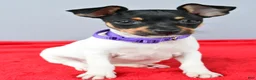 Toy Fox Terrier dogs for sale: Daisy - Ad 3