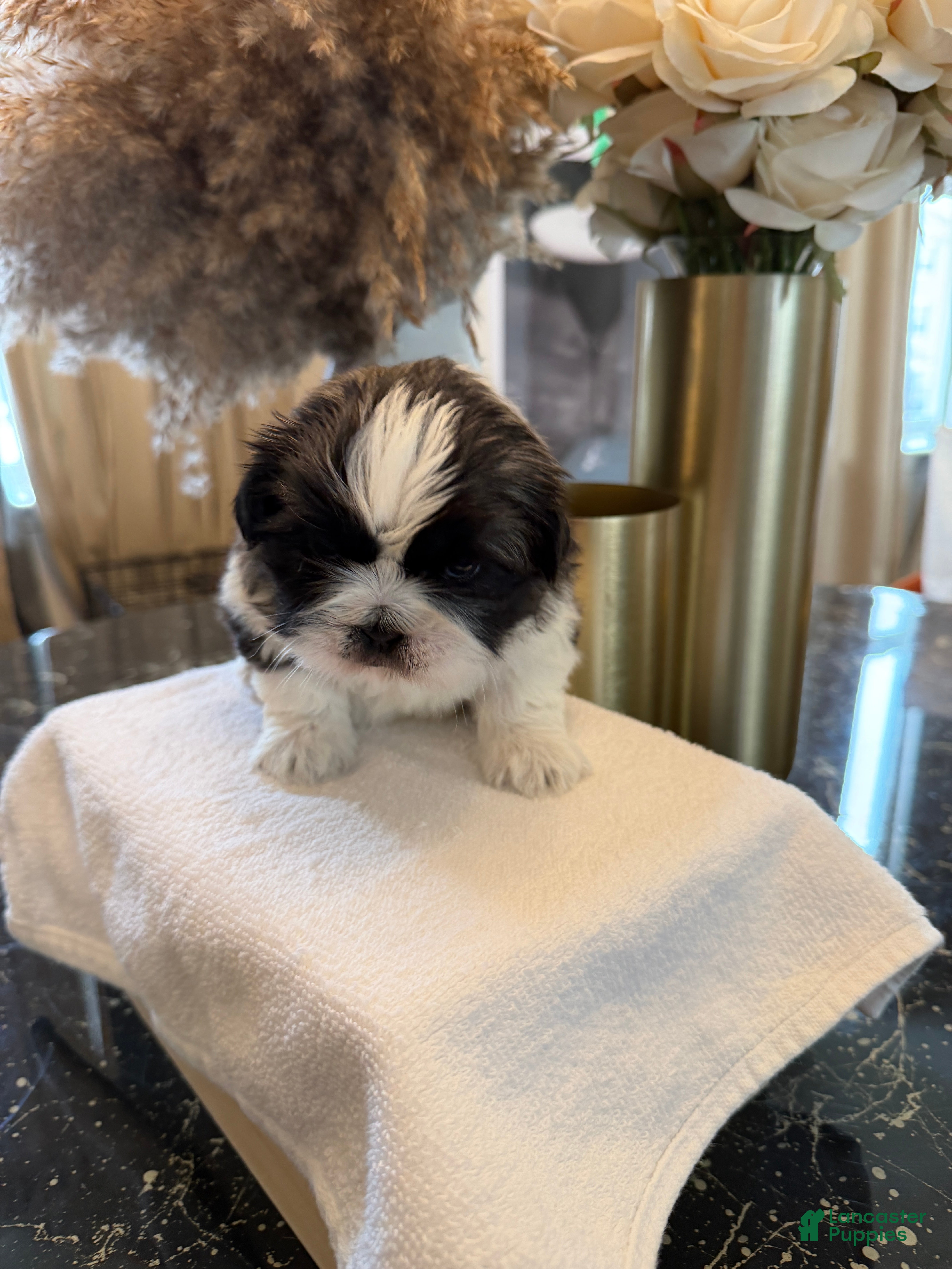 Shih Tzu dogs Thunder 🐾 | Male - Price Negotiable - Ad 2