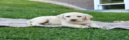 Labrador Retriever dogs for sale: Goldie - Ad 5