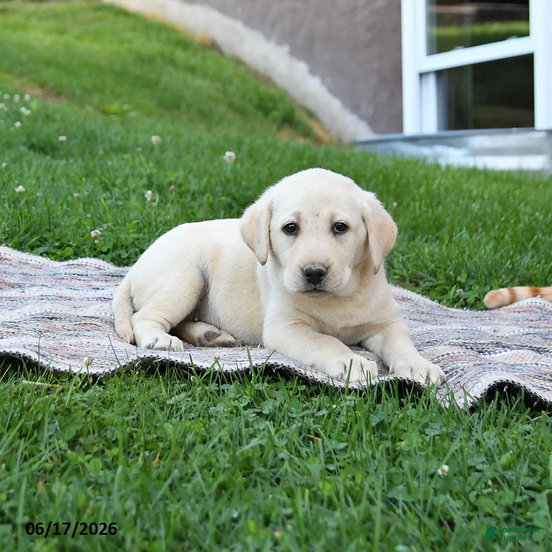 Labrador Retriever dogs for sale: Goldie - Ad 5