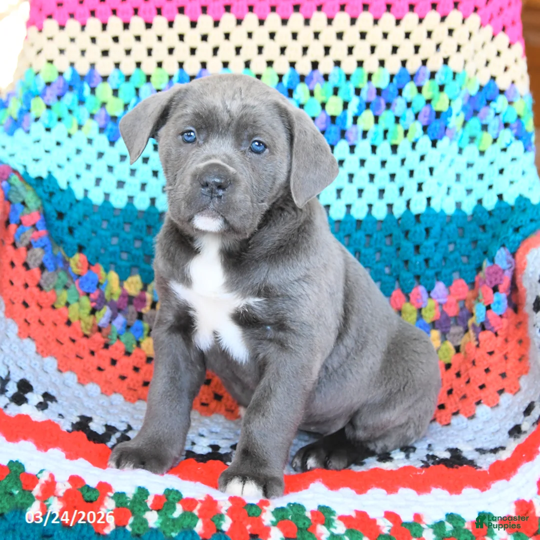 Cane Corso dogs for sale: Dolly - Ad 1