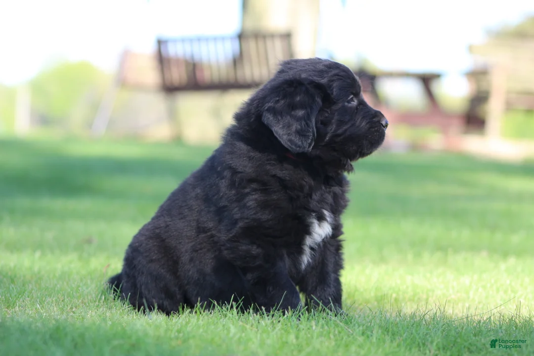 Newfoundland dogs for sale: Sailor - Ad 2