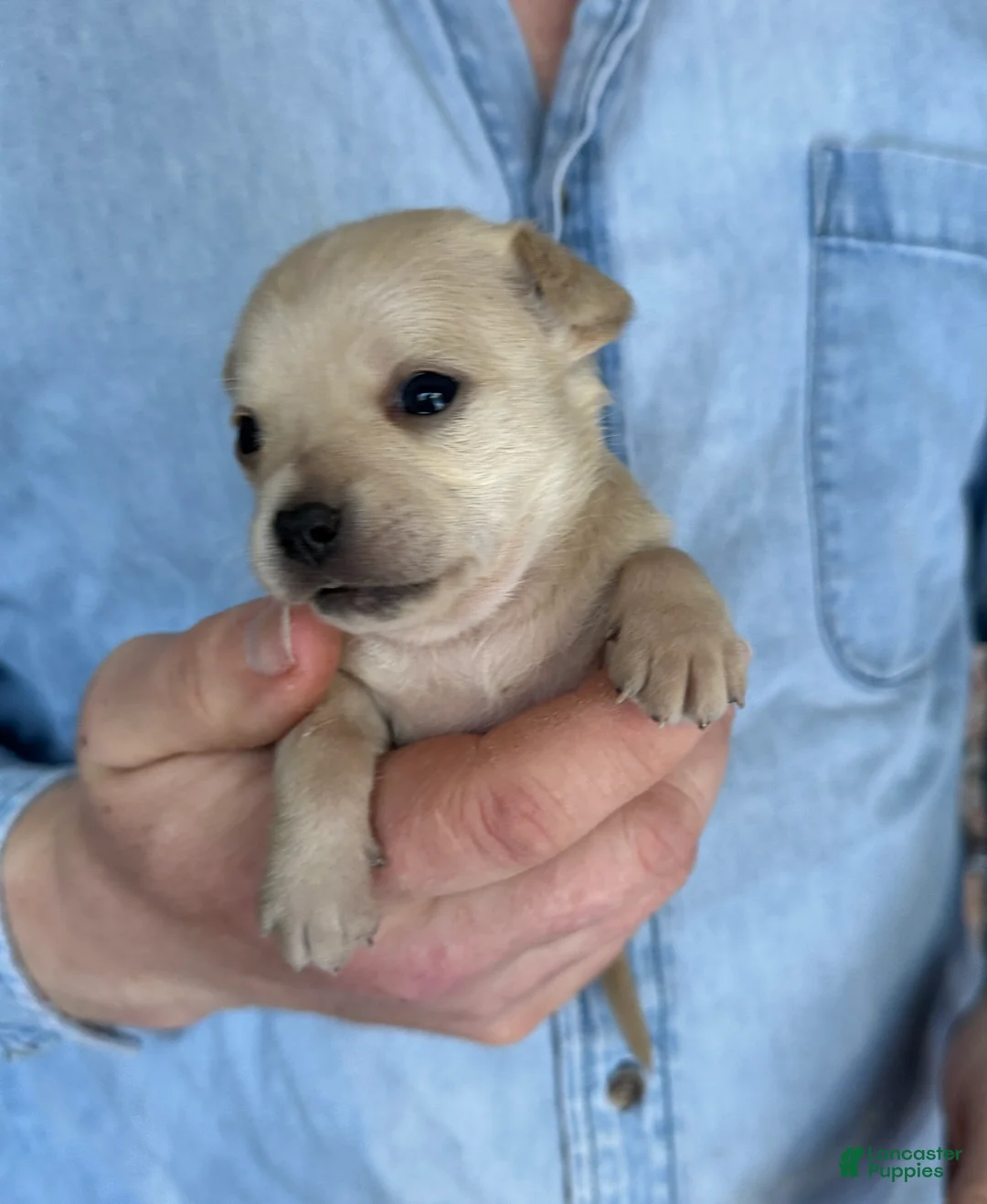 Chihuahua dogs for sale: Brandy  - Ad 18