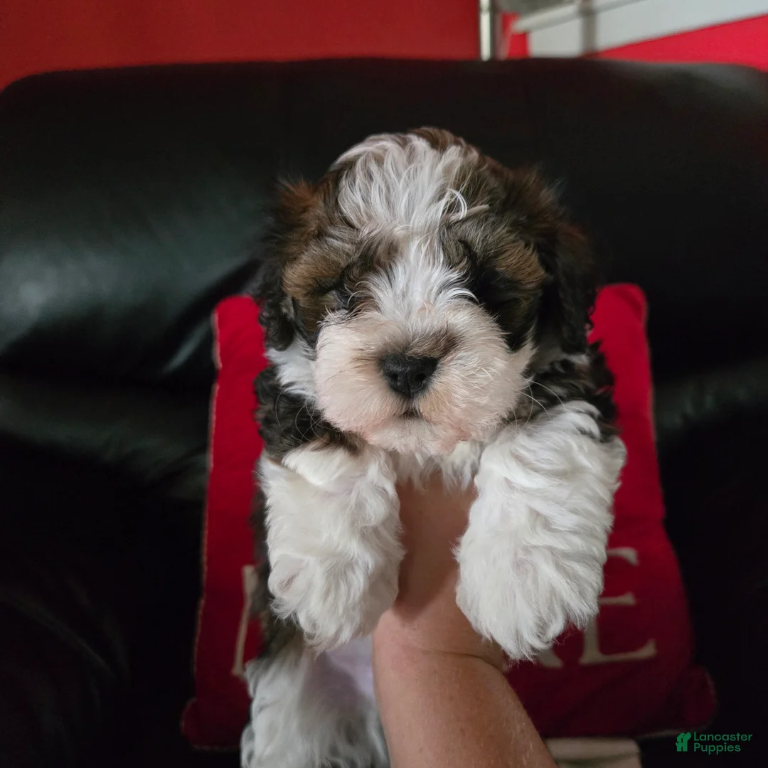 Havanese dogs for sale: Beethoven - Ad 2