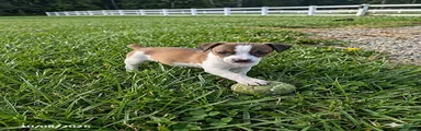 Lori