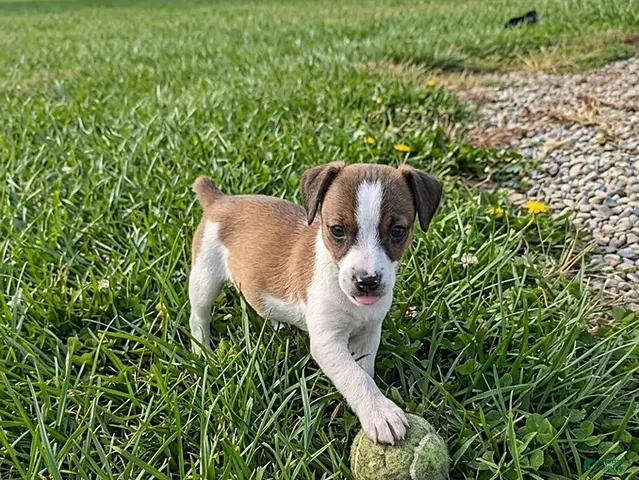 Jack Russell Terrier dogs for sale: Lori - Ad 29