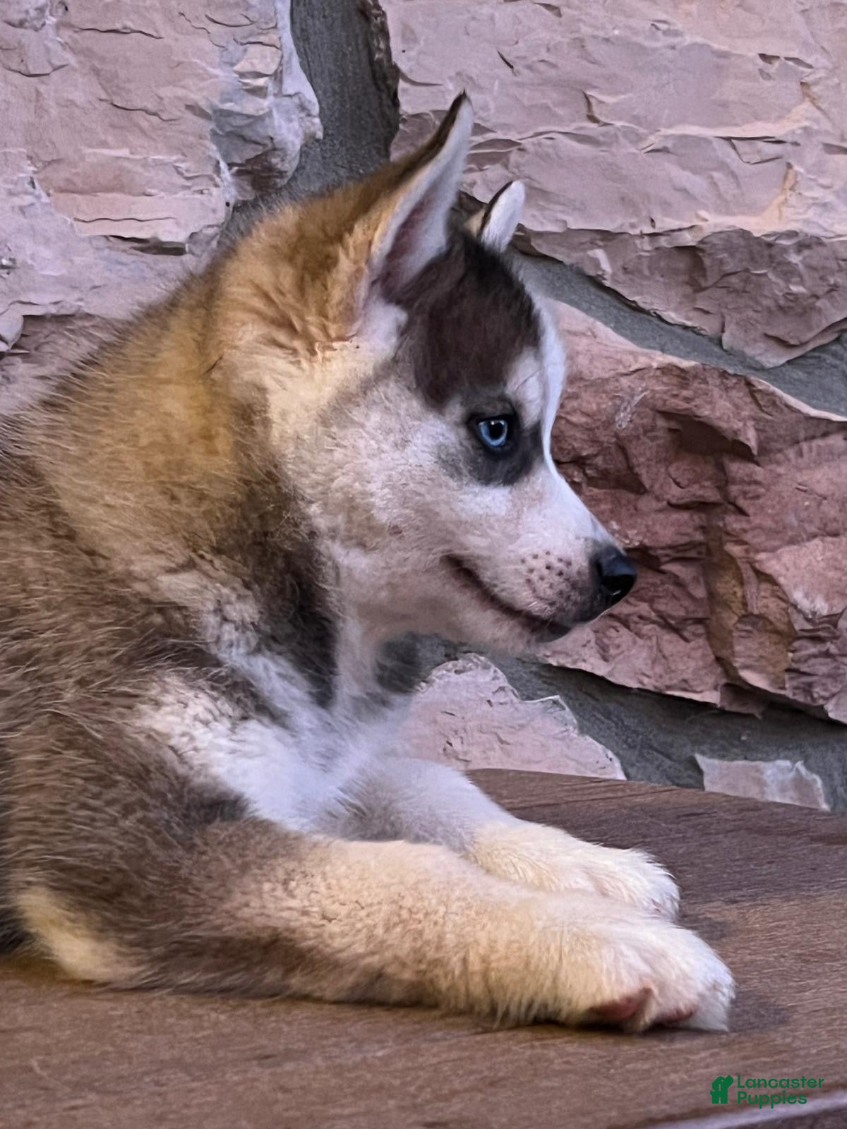 Pomsky dogs Maverick - Ad 2