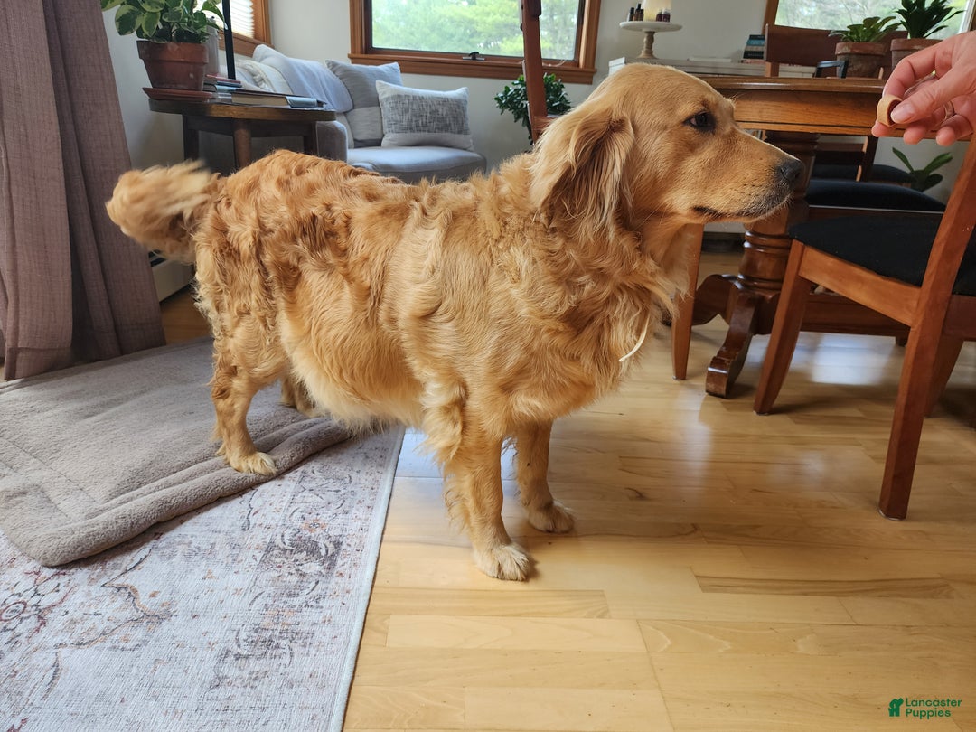 Golden Retriever dogs for sale: Golden Retriever Puppy 1 - Ad 4