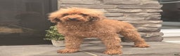 Cavapoo dogs for sale: Rambo - Ad 6