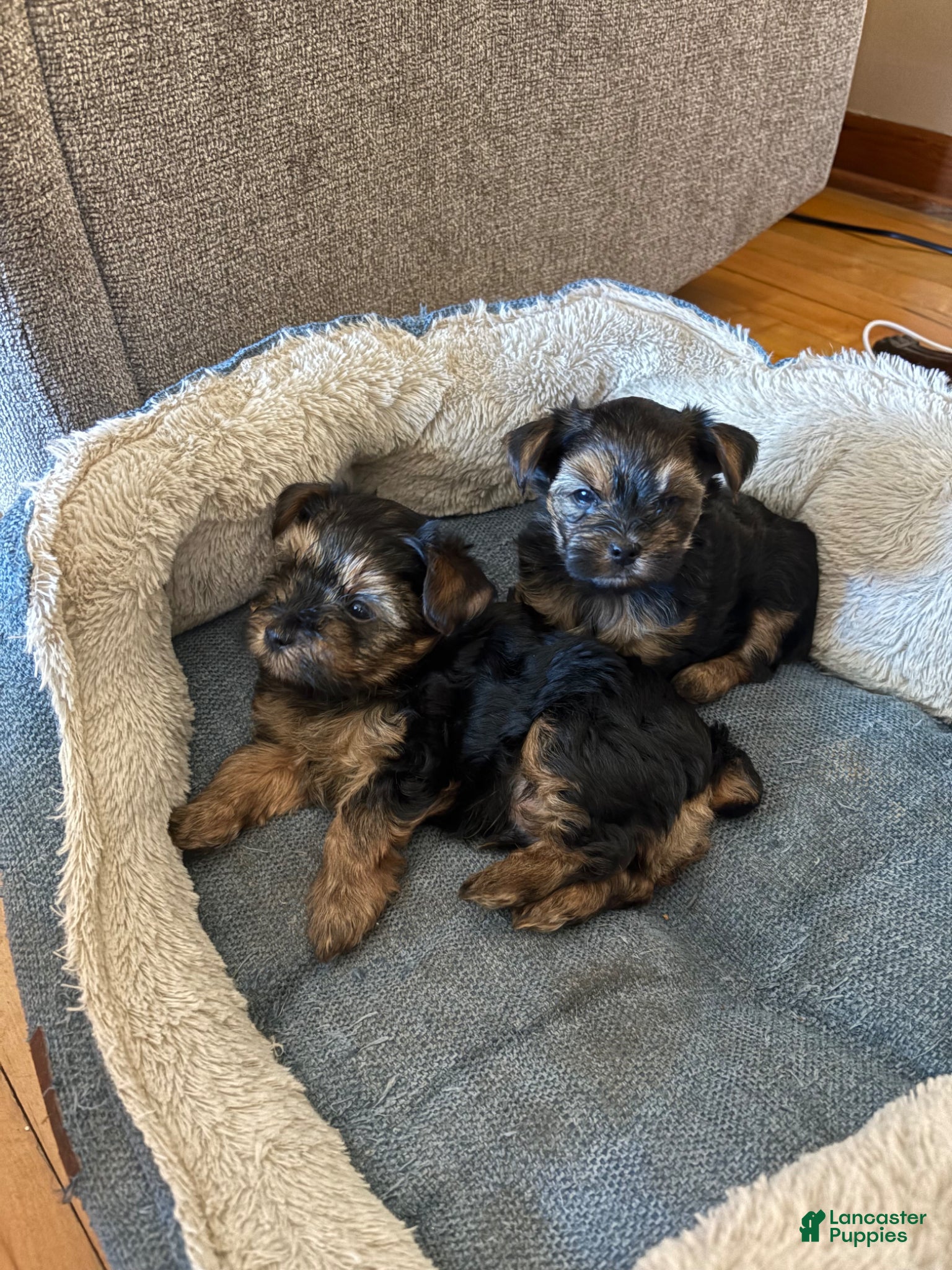 Yorkshire Terrier dogs Yorkshire Terrier Puppy 2 - Ad 2