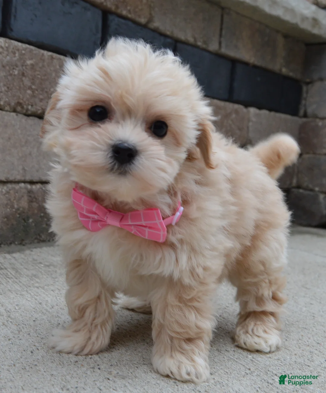 Maltipoo dogs for sale: Maggie - Ad 10