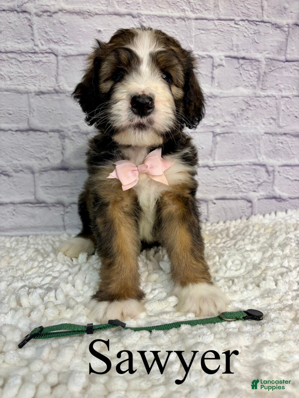 Bernedoodle dogs Sawyer- Standard F1 - Ad 25