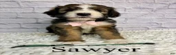 Bernedoodle dogs for sale: Sawyer- Standard F1 - Ad 2