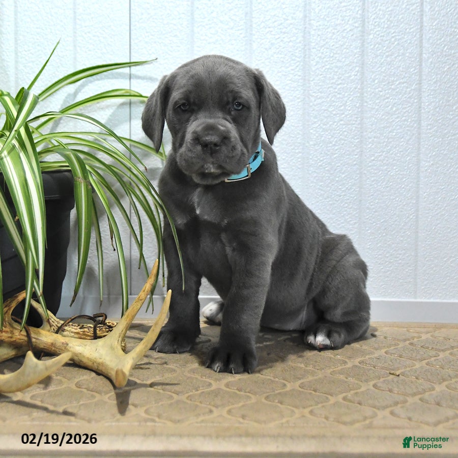 Cane Corso dogs Gipsy - Ad 1