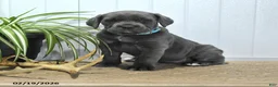 Cane Corso dogs for sale: Gipsy - Ad 1