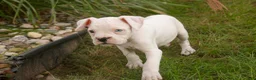 Boxer dogs for sale: Gianna - Ad 3