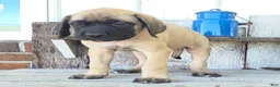 English Mastiff dogs for sale: Jesse - Ad 4