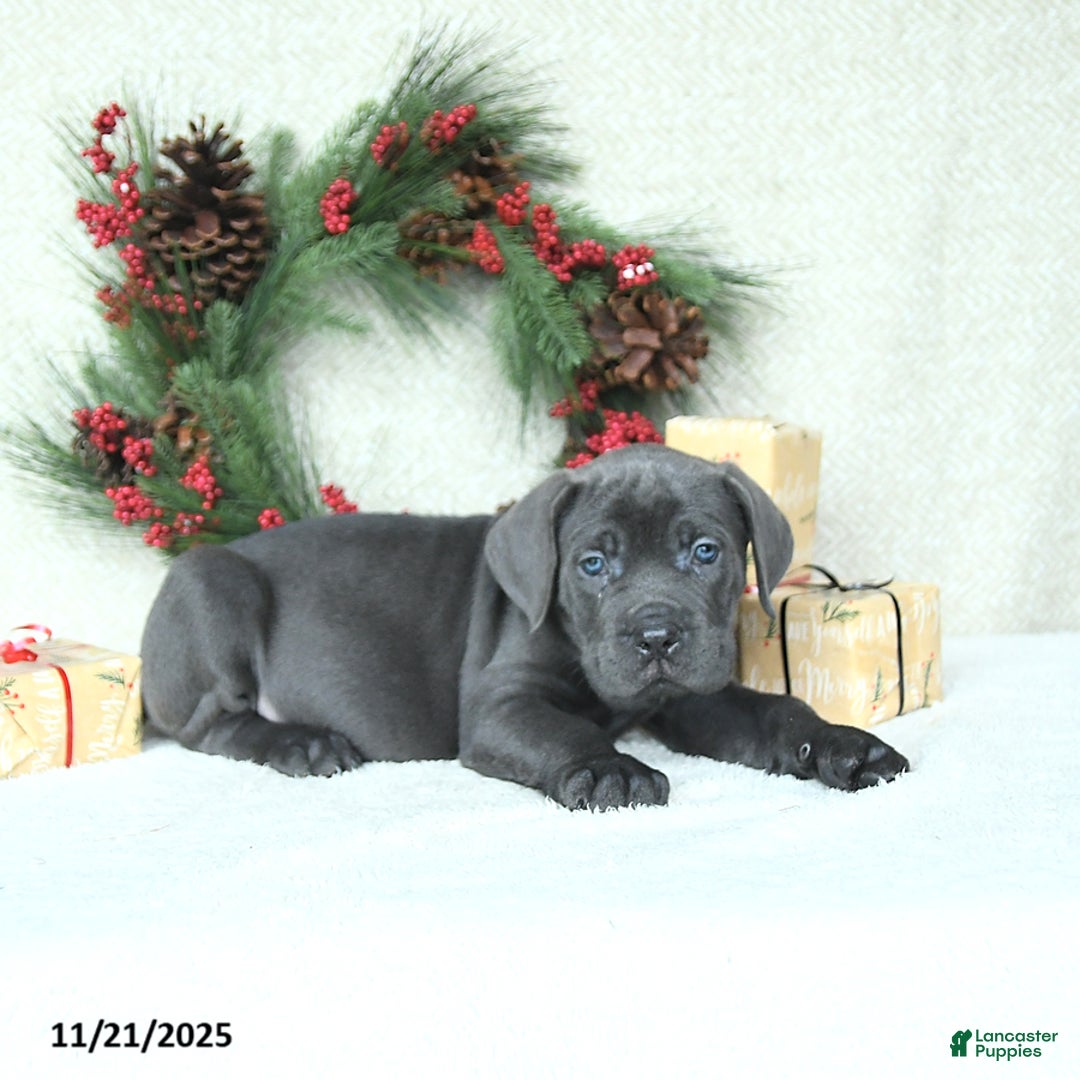 Cane Corso dogs for sale: Roscoe - Ad 6