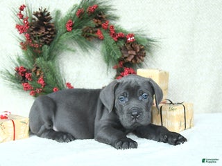 Cane Corso dogs Roscoe - Ad 7