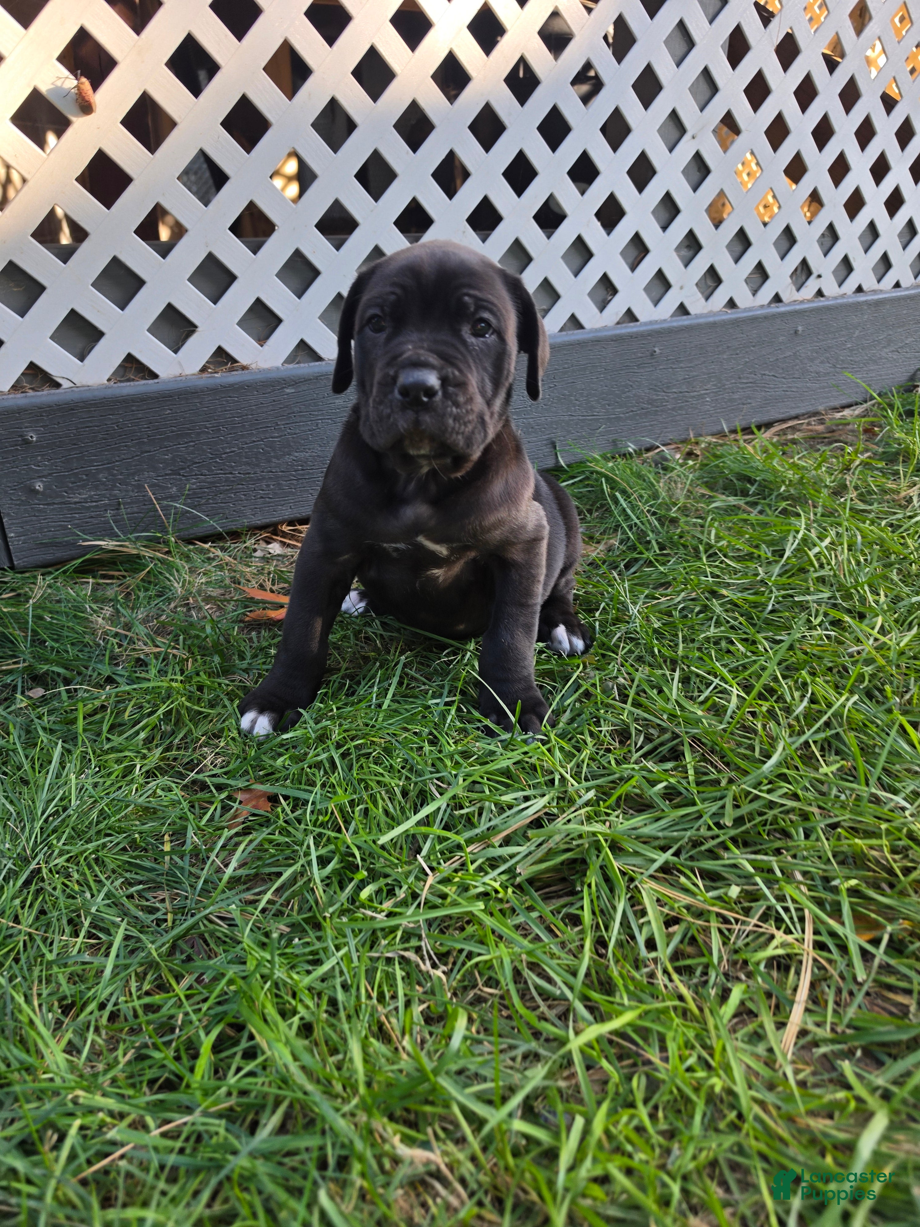 Cane Corso dogs for sale: Bridgett - Ad 4